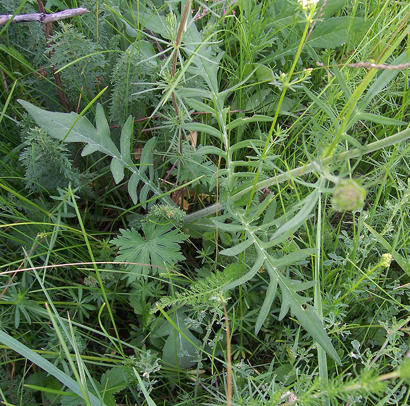 Image of Knautia arvensis specimen.