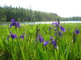 Iris laevigata