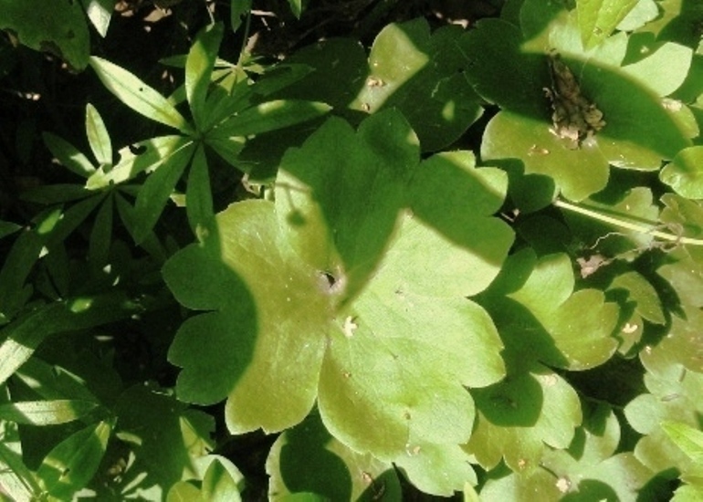 Image of Hepatica transsilvanica specimen.
