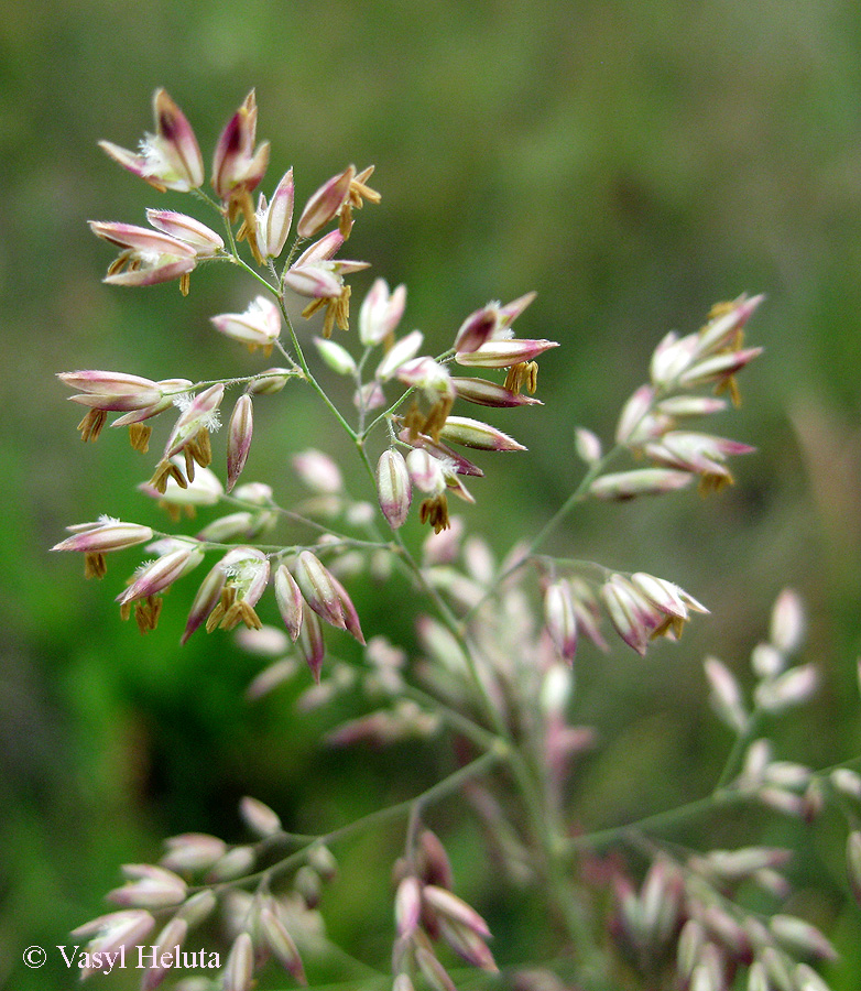 Изображение особи Holcus lanatus.