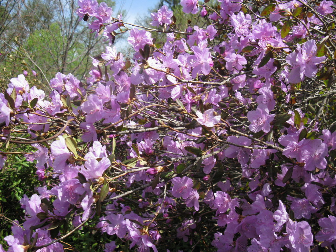 Image of Rhododendron dauricum specimen.