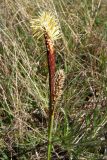 Carex hirta