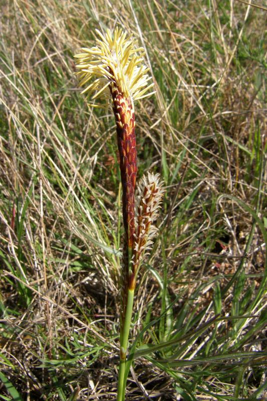 Image of Carex hirta specimen.