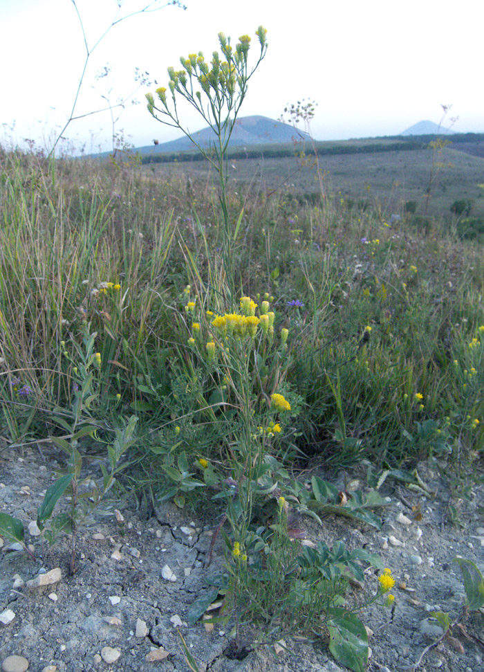 Image of Galatella linosyris specimen.