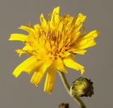 Hieracium sabaudum