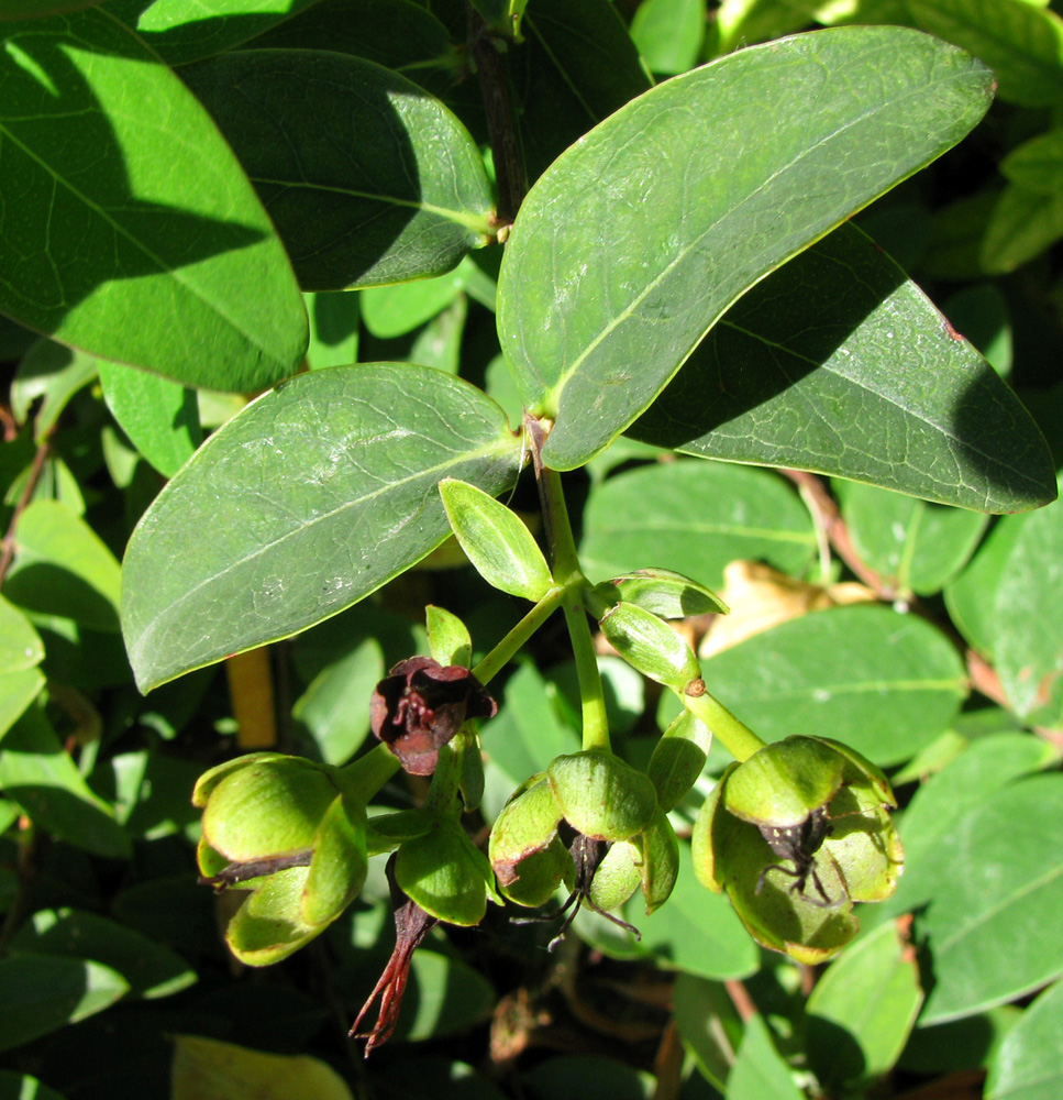 Изображение особи род Hypericum.