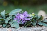 род Centaurea