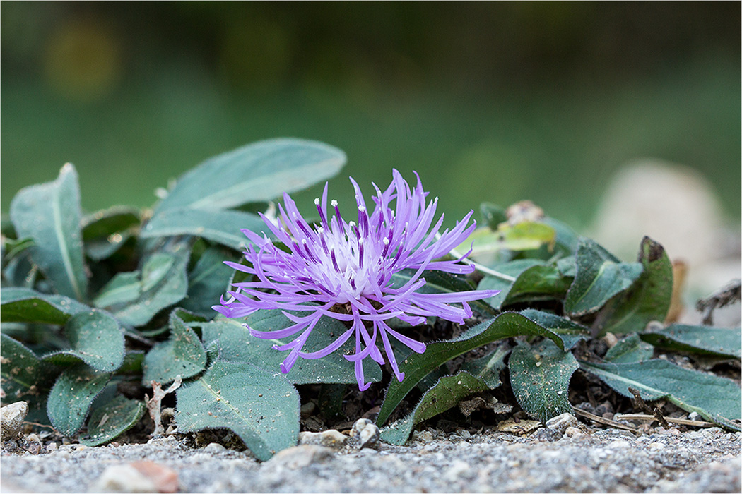 Изображение особи род Centaurea.