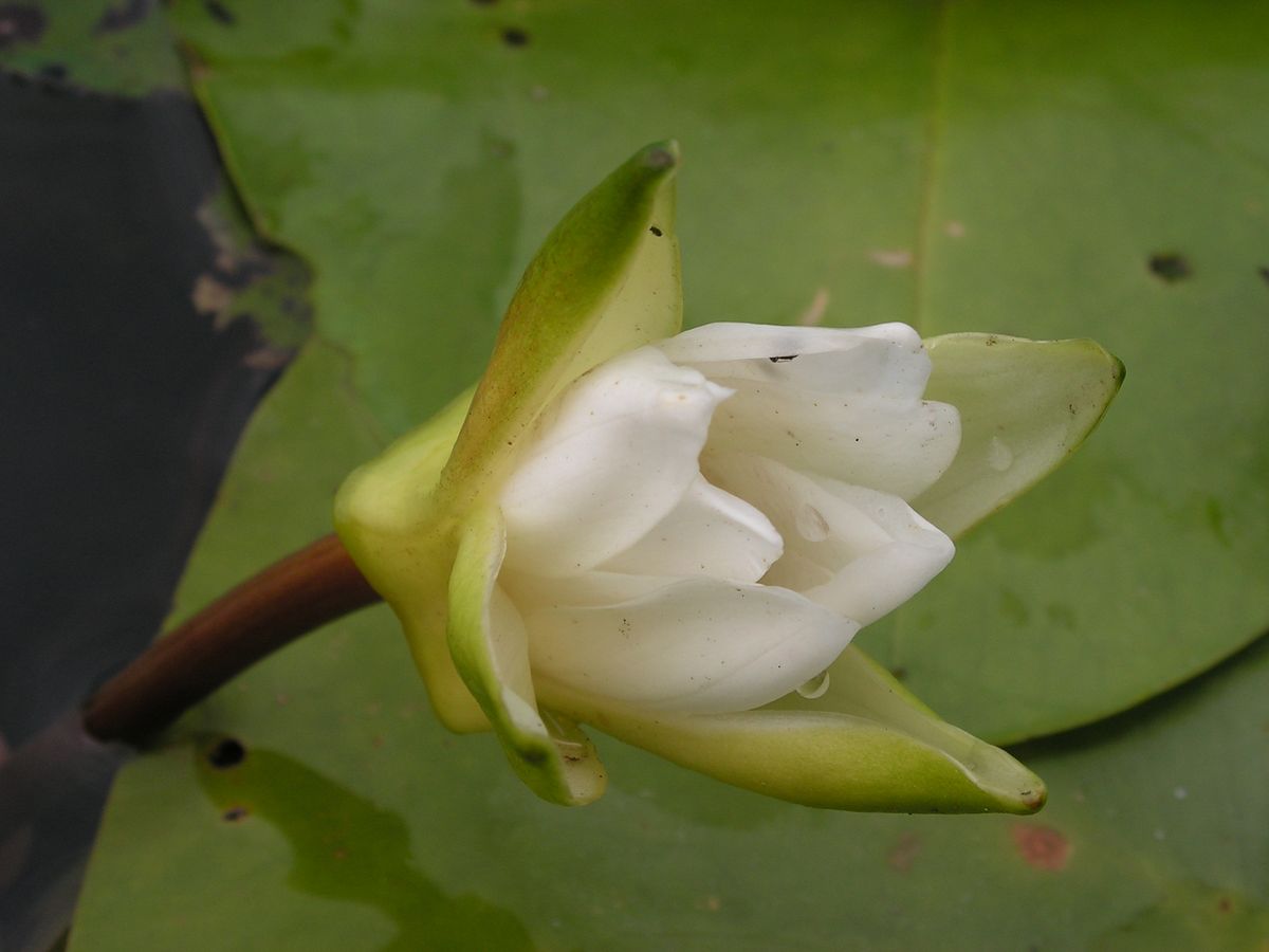 Изображение особи Nymphaea tetragona.