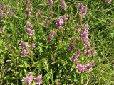 Stachys aspera