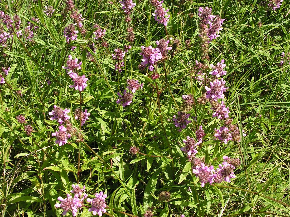 Изображение особи Stachys aspera.