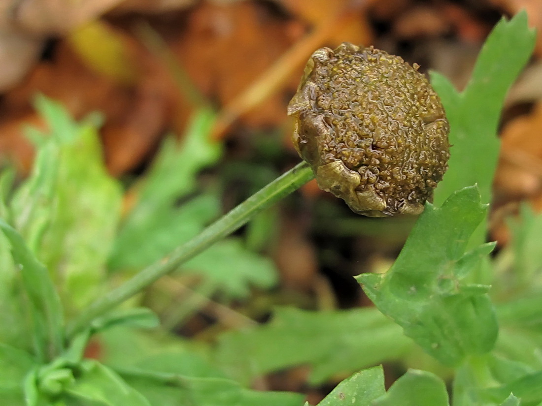 Image of Glebionis segetum specimen.