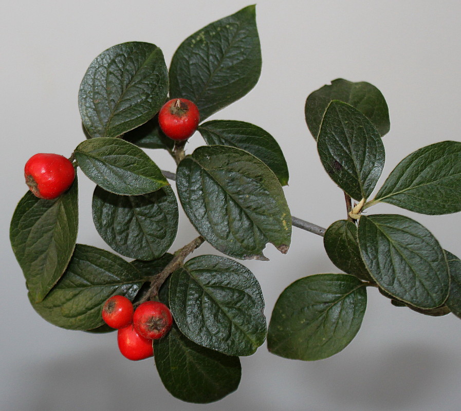 Изображение особи Cotoneaster dielsianus.