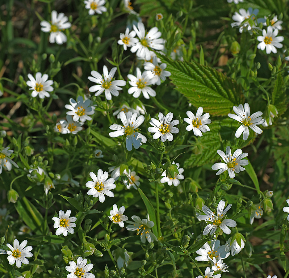 Изображение особи Stellaria holostea.