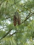 Pinus wallichiana