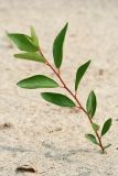 Populus laurifolia