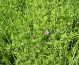 Geranium sanguineum