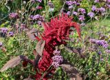 Amaranthus hypochondriacus