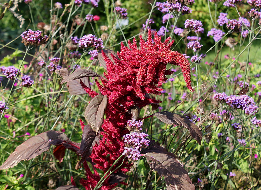 Изображение особи Amaranthus hypochondriacus.