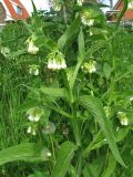 Symphytum officinale. Верхушка цветущего растения. Нидерланды, провинция Гронинген, Харен, на обочине дороги. 14 мая 2006 г.