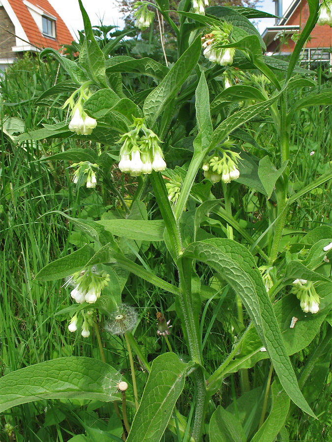 Изображение особи Symphytum officinale.