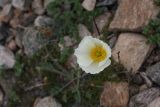 genus Papaver. Цветок характерной белой окраски. Иркутская обл., Ольхонский р-н, оз. Байкал, Малое Море, м. Уюга, на галечниковом перешейке. 12.06.2012.