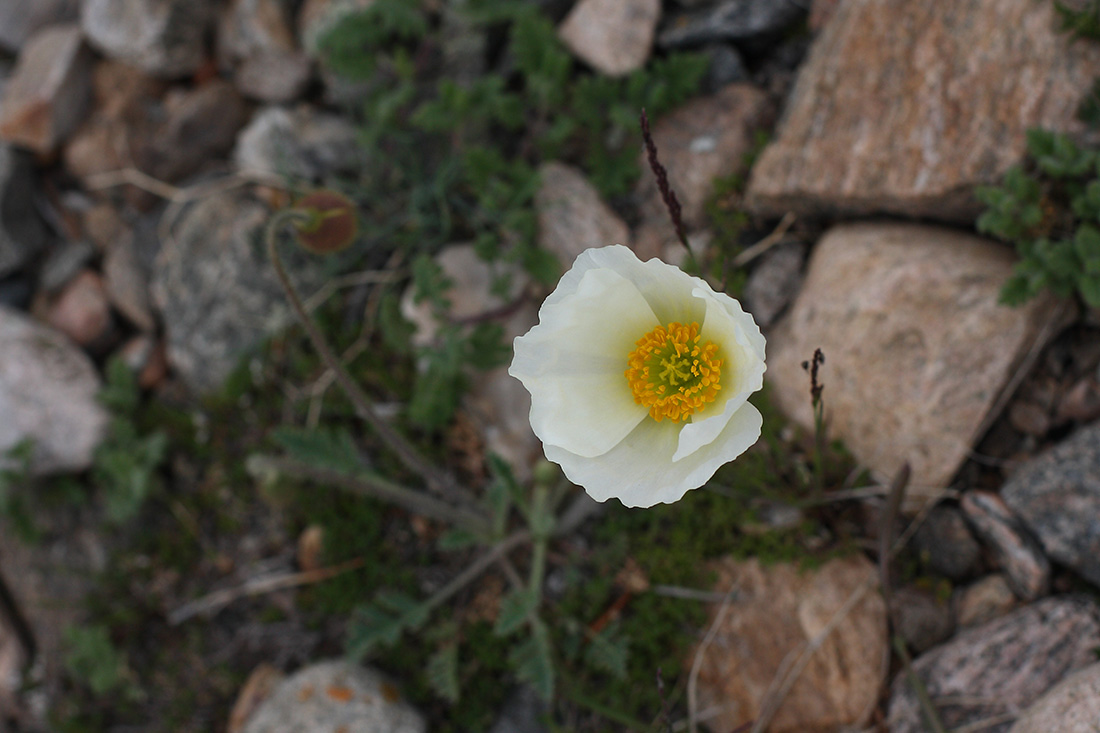 Изображение особи род Papaver.