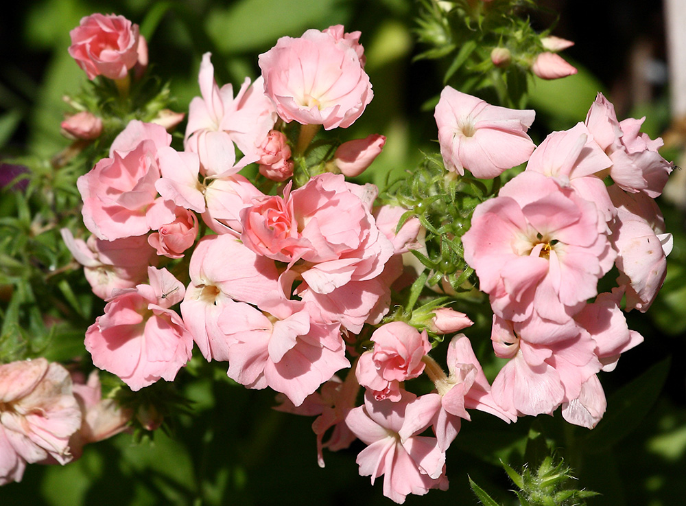 Изображение особи Phlox drummondii.