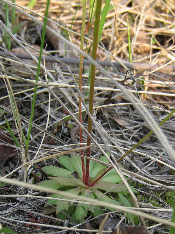 Image of Androsace lactiflora specimen.