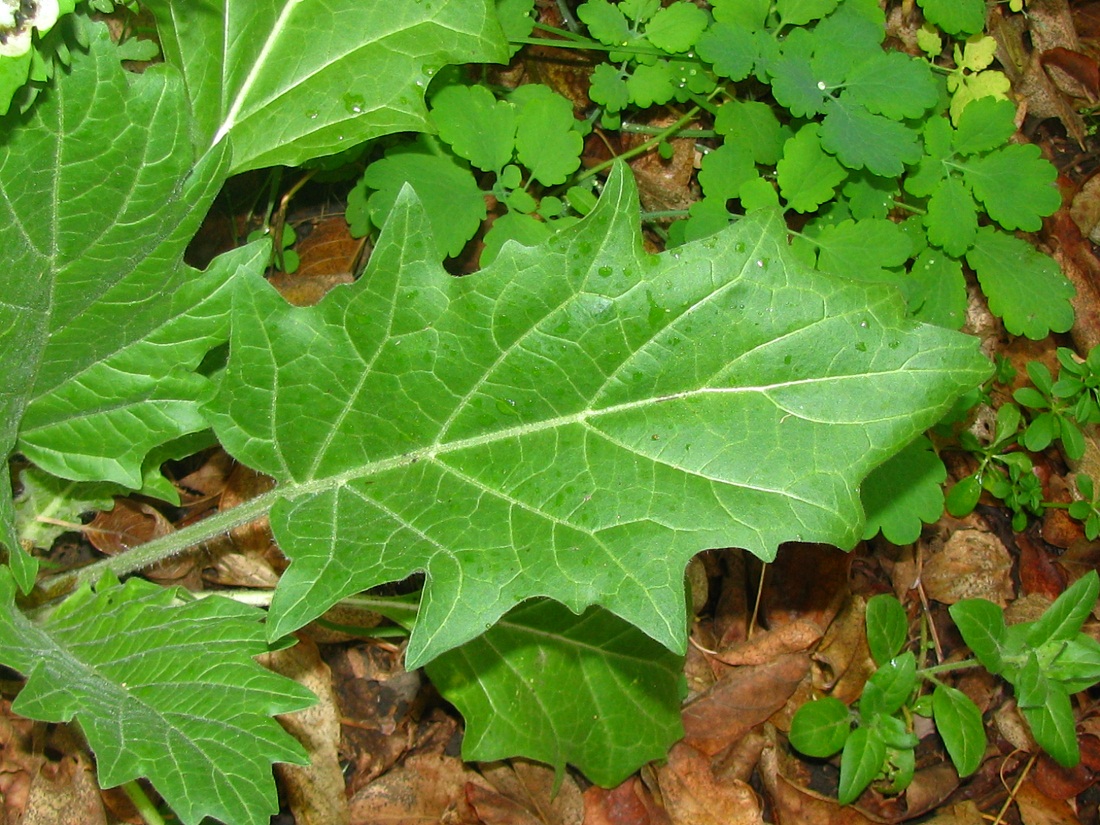 Изображение особи Hyoscyamus niger.