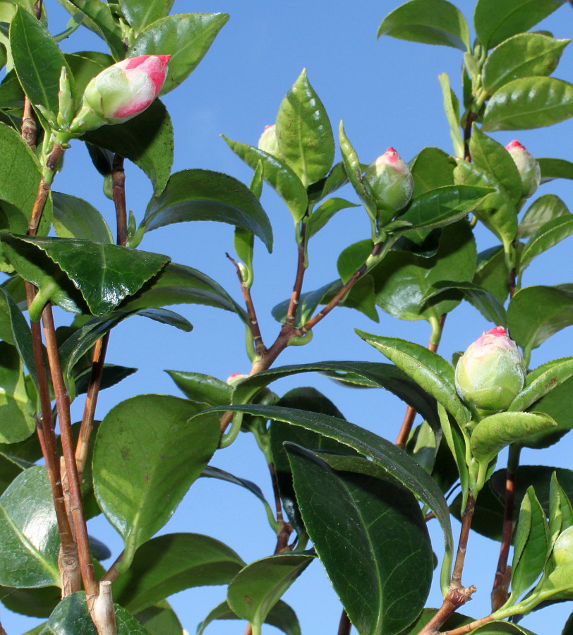 Image of Camellia japonica specimen.