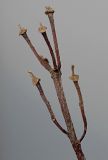 Acer pseudoplatanus. Остаток прошлогоднего соплодия. Германия, г. Кемпен, в лесопосадке. 22.02.2013.