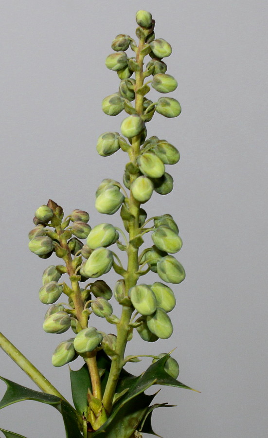 Image of Mahonia bealei specimen.