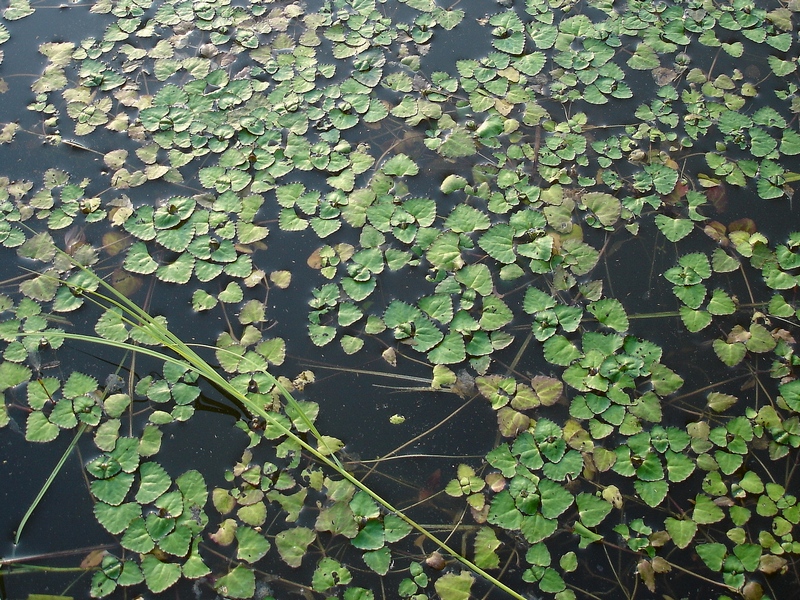 Image of Trapella sinensis specimen.