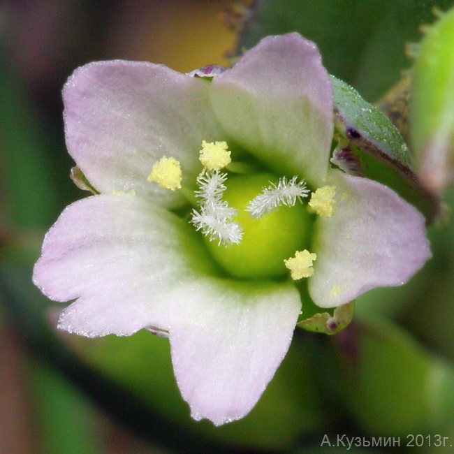 Image of Holosteum umbellatum specimen.