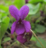 Viola odorata