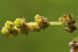 Quercus robur. Часть мужского соцветия. Ростовская обл., Неклиновский р-н, Большенеклиновское с/п, дол. р. Сарматская. 28.04.2013.