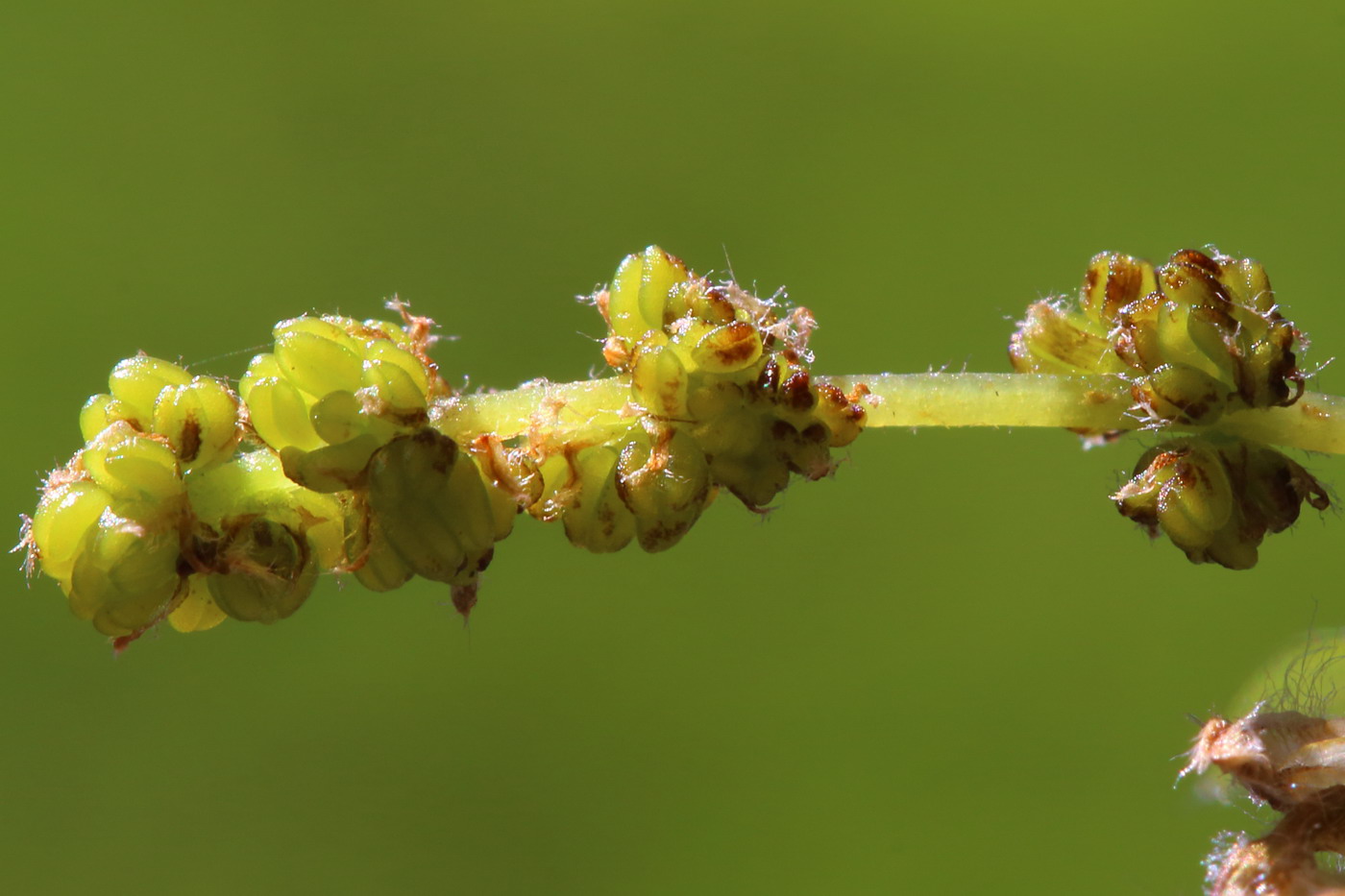 Image of Quercus robur specimen.