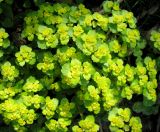 Chrysosplenium alternifolium. Цветущие растения. Ставропольский край, г. Кисловодск, Курортный парк верхний, лес в долине горного ручья. 02.04.2013.