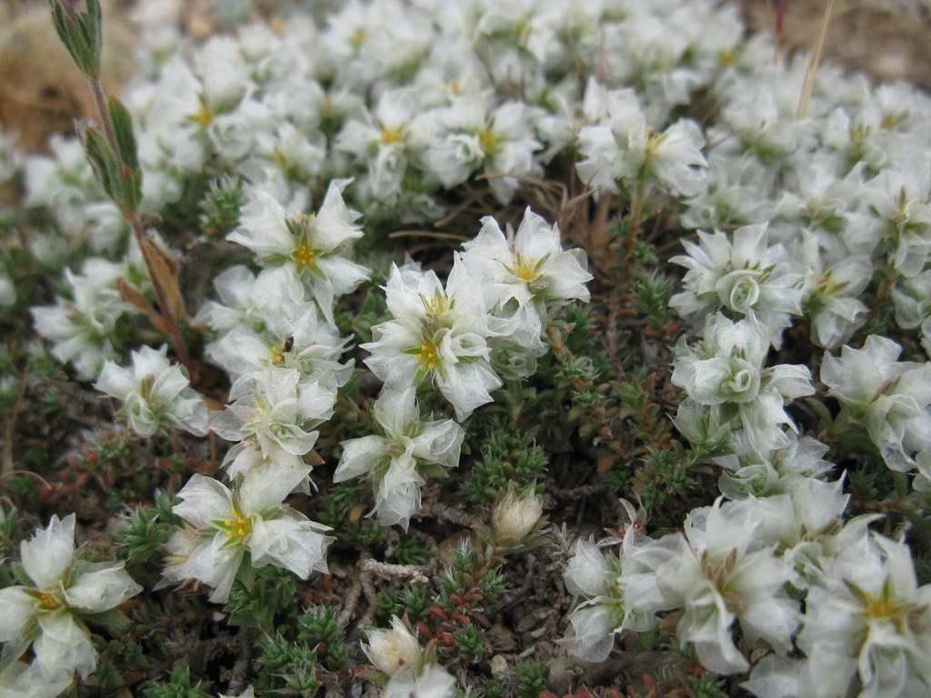 Изображение особи Paronychia cephalotes.