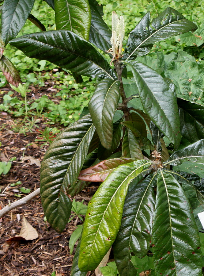 Изображение особи Eriobotrya japonica.