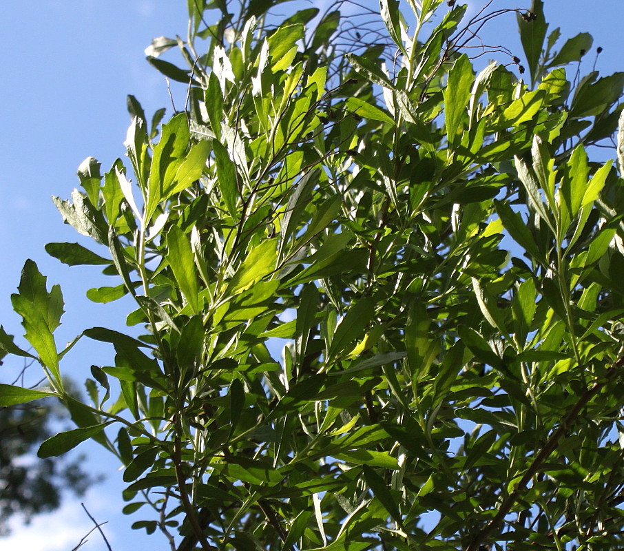 Изображение особи Baccharis halimifolia.