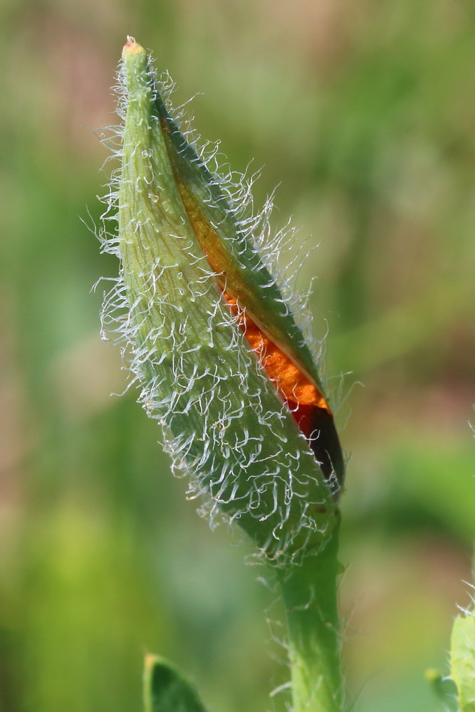 Изображение особи Glaucium corniculatum.