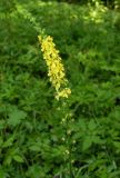 Agrimonia eupatoria. Соцветие. Санкт-Петербург, Дудергофские высоты, июнь.