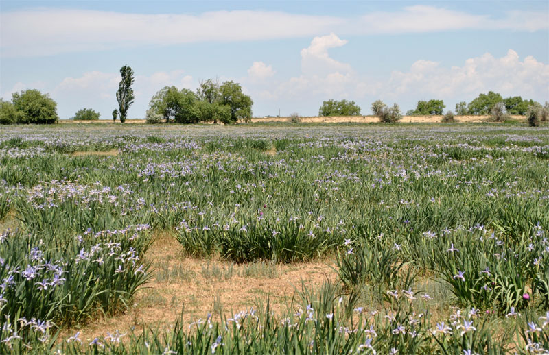 Image of Iris pseudonotha specimen.
