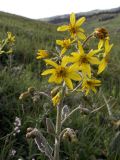 Ligularia narynensis