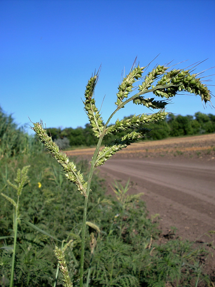Изображение особи Echinochloa crus-galli.