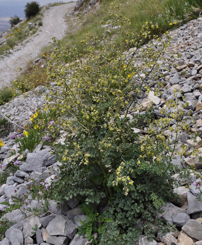 Image of Thalictrum minus ssp. olympicum specimen.