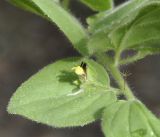 Image of taxon representative. Author is Роланд Цандекидис