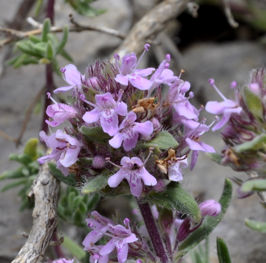 Image of Thymus boissieri specimen.
